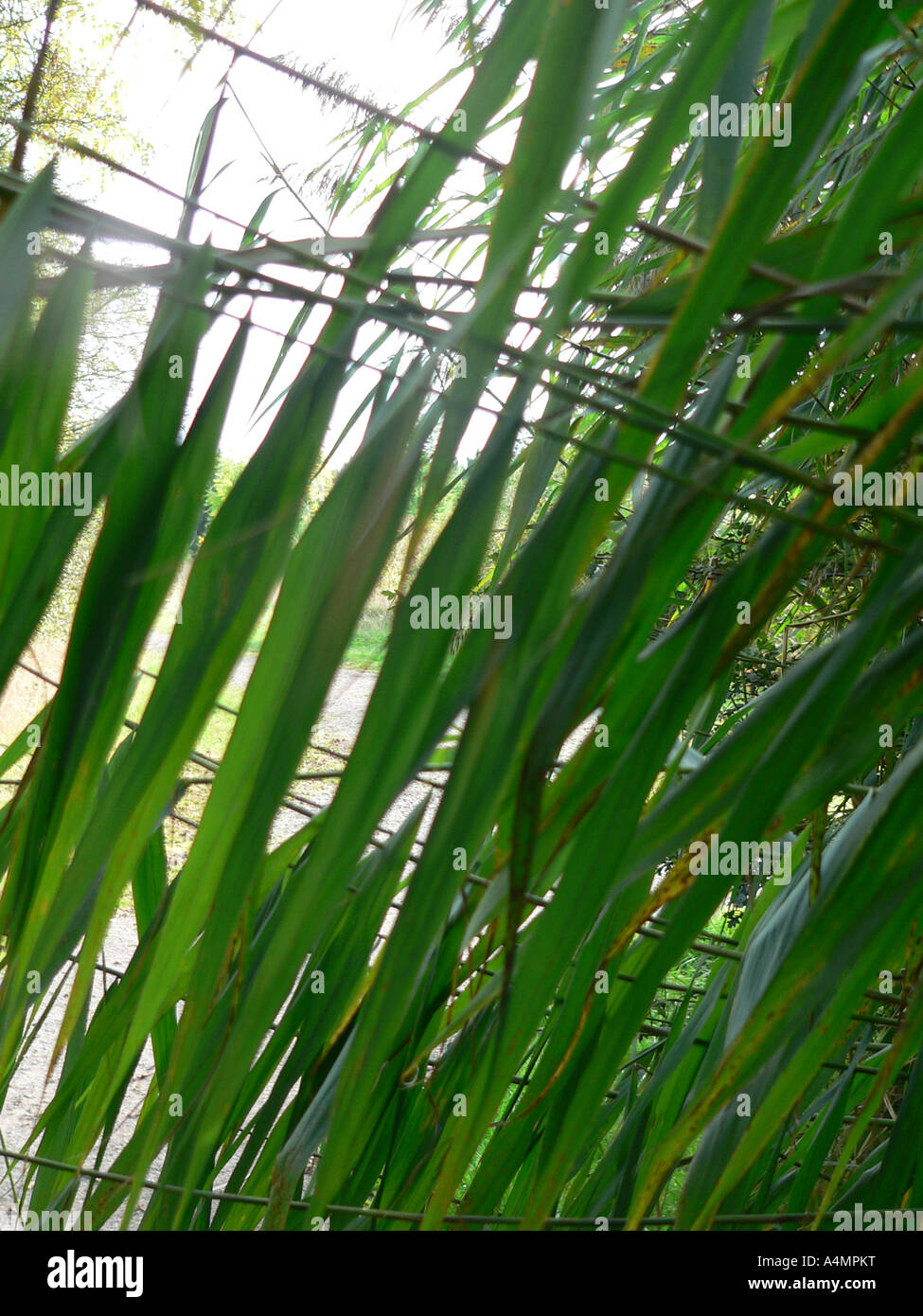 Cross of reeds hi-res stock photography and images - Alamy
