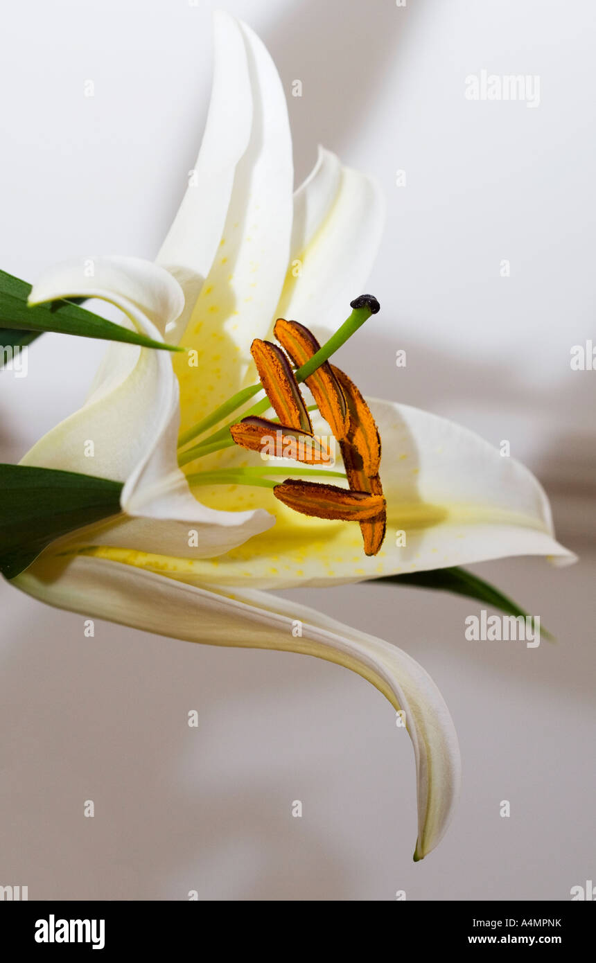 A white lily (Lilium candidum) in bloom, from the side Stock Photo Alamy