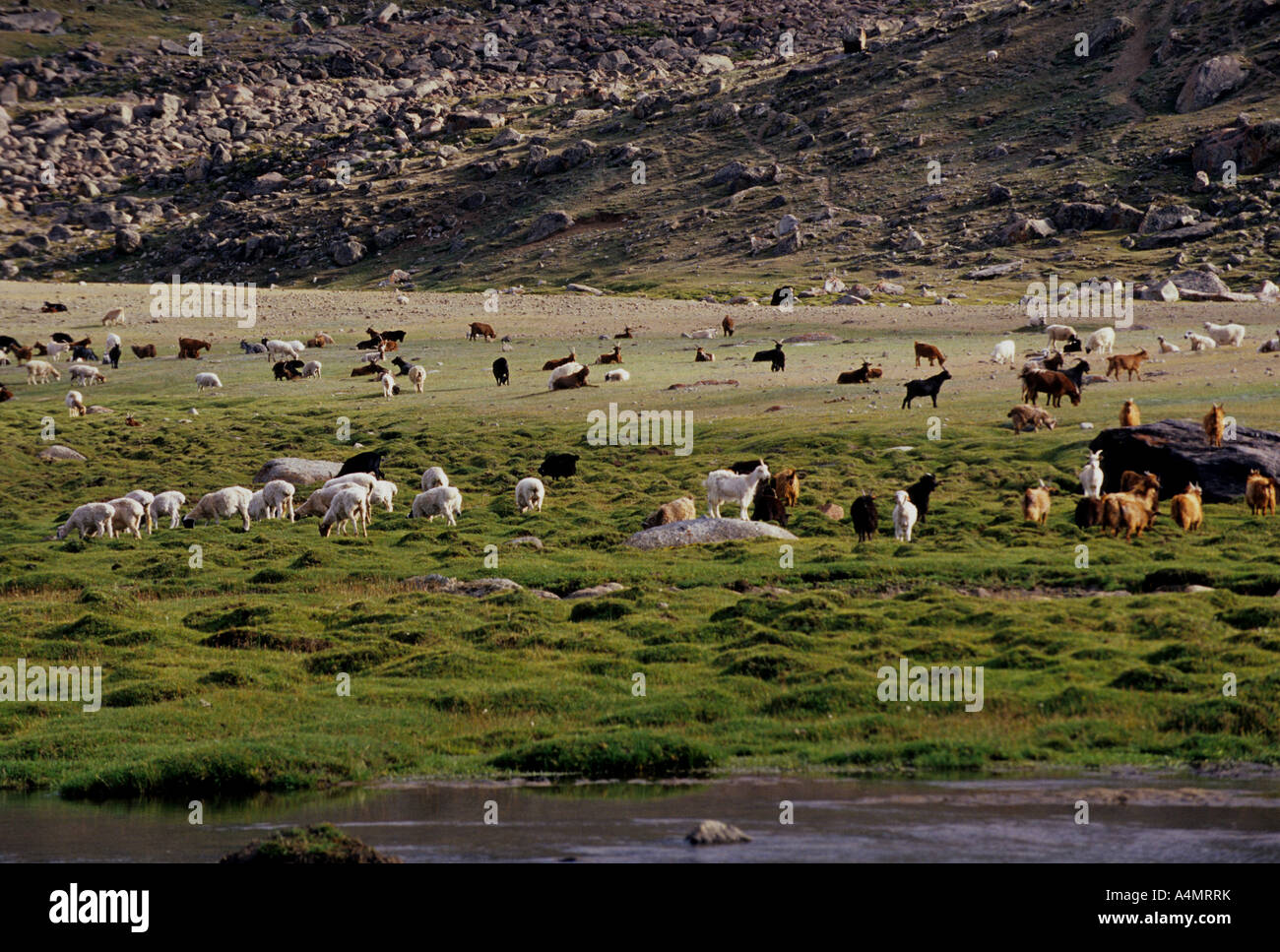 yaks livestock western mongolia Stock Photo - Alamy