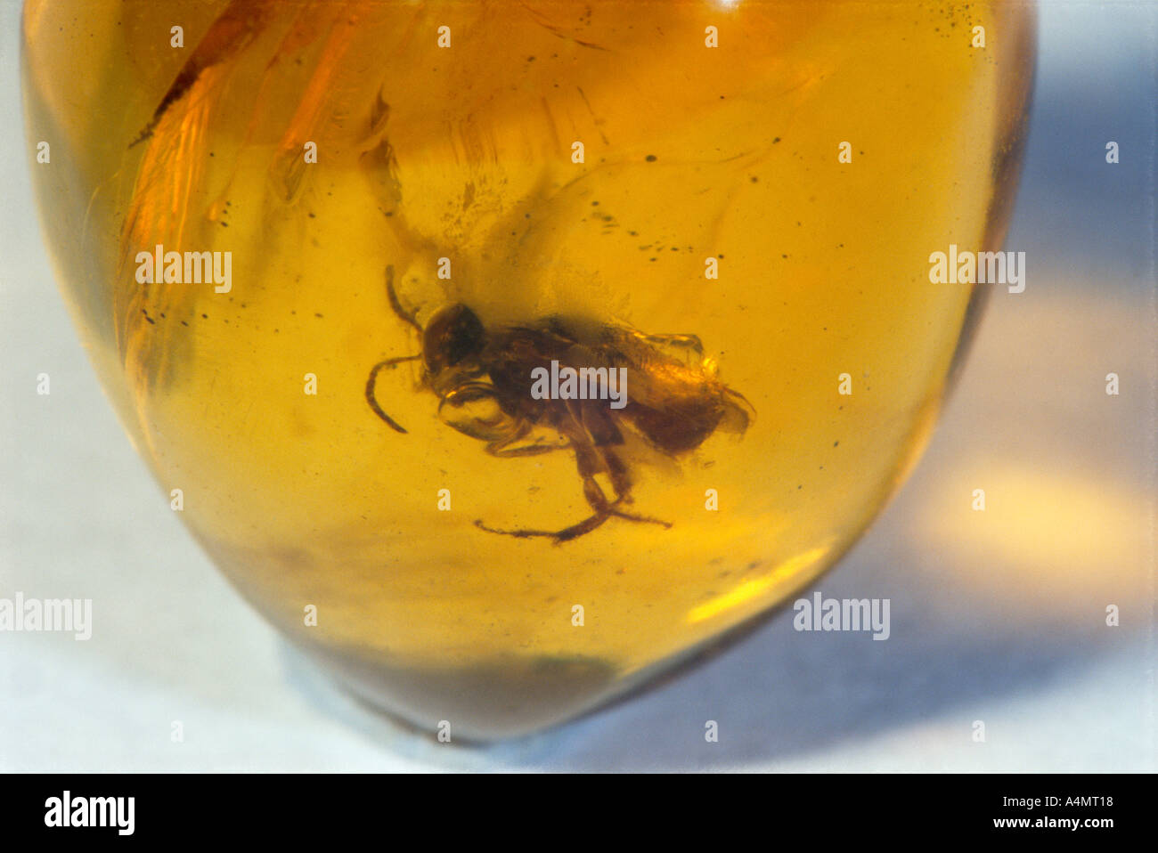 Prehistoric Life Revealed The Honey Amber Enigma - u9nuk8r