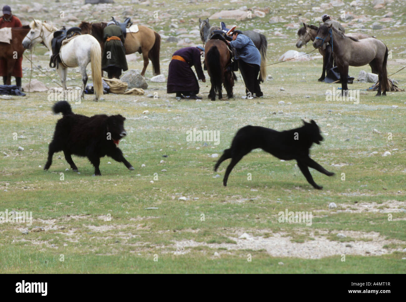 western mongolia Stock Photo