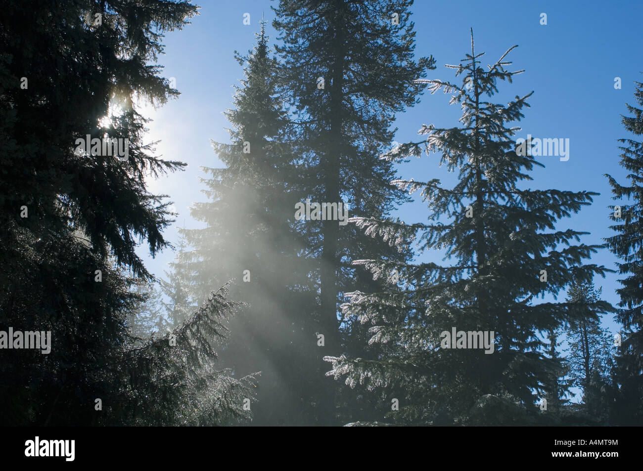 Mountain forest and morning light, Mt Hood Oregon Cascde Mountains,  Winter Stock Photo