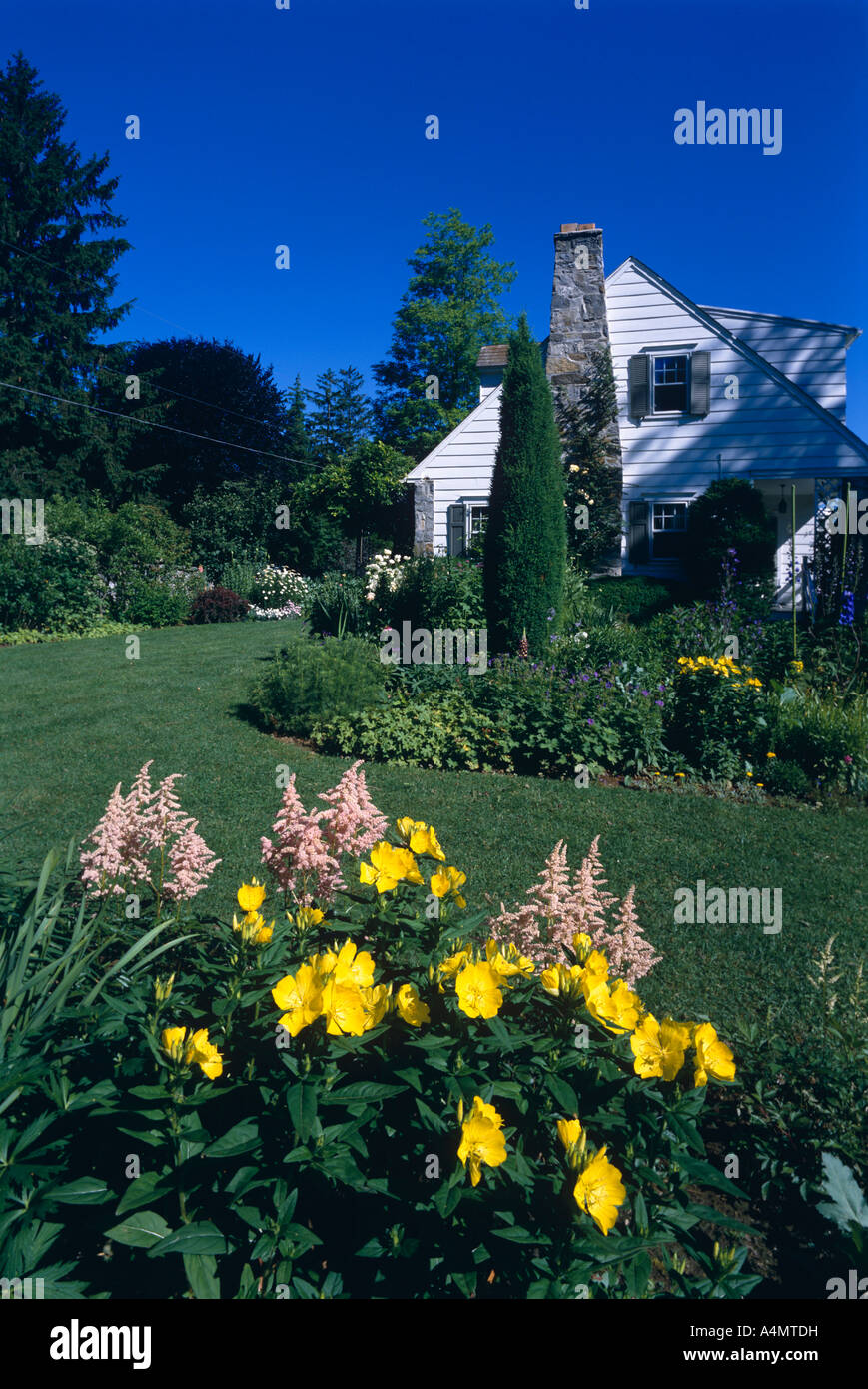 PERENNIAL GARDEN WITH SUNDROPS (OENOTHERA SP.) AND ASTILBE (ASTILBE X ARENDSII) 'EUROPA' / PENNSYLVANIA Stock Photo