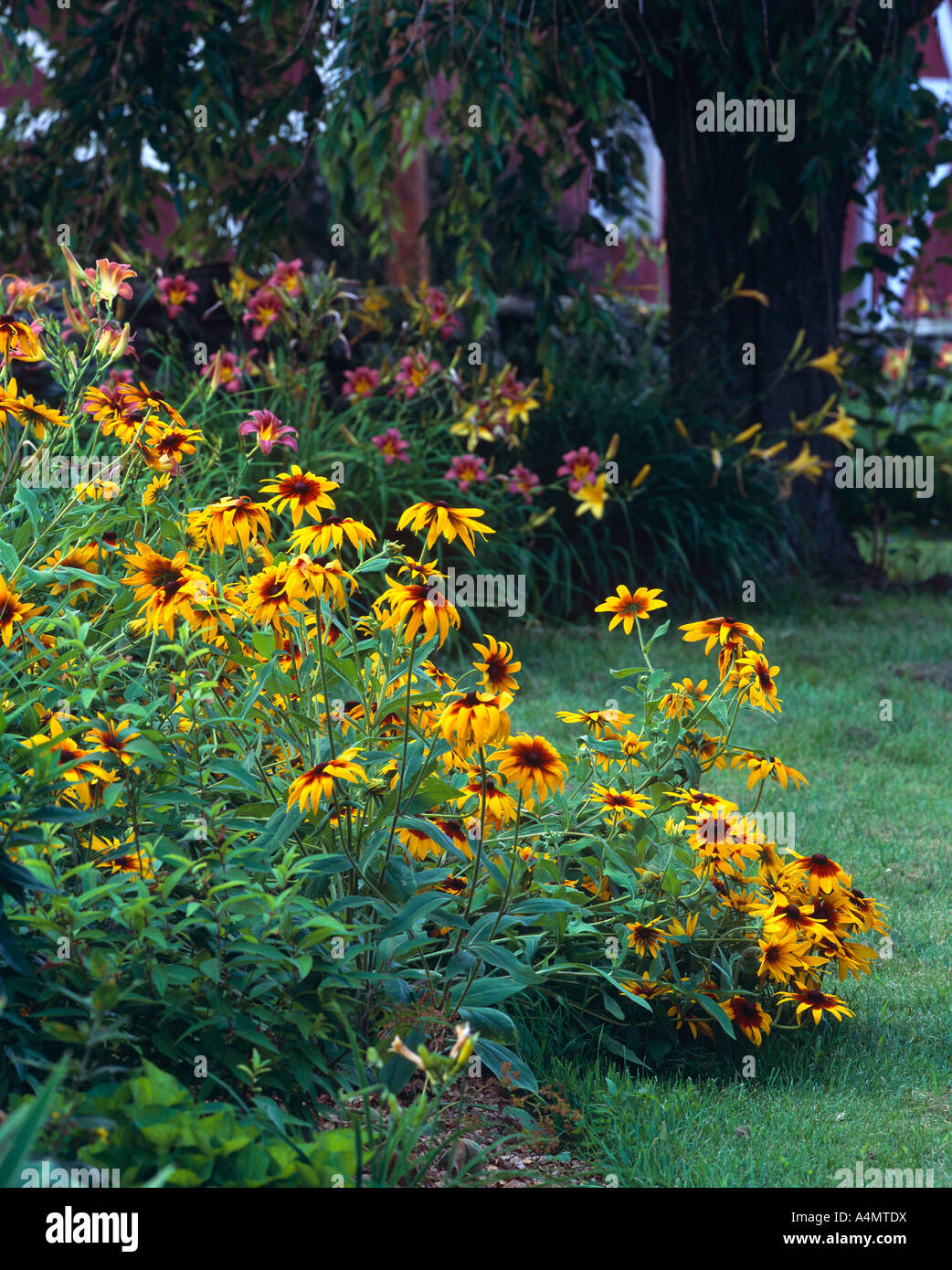 PERENNIAL BORDER WITH BLACK-EYED SUSAN; GLORIOSA DAISY (RUDBECKIA HIRTA