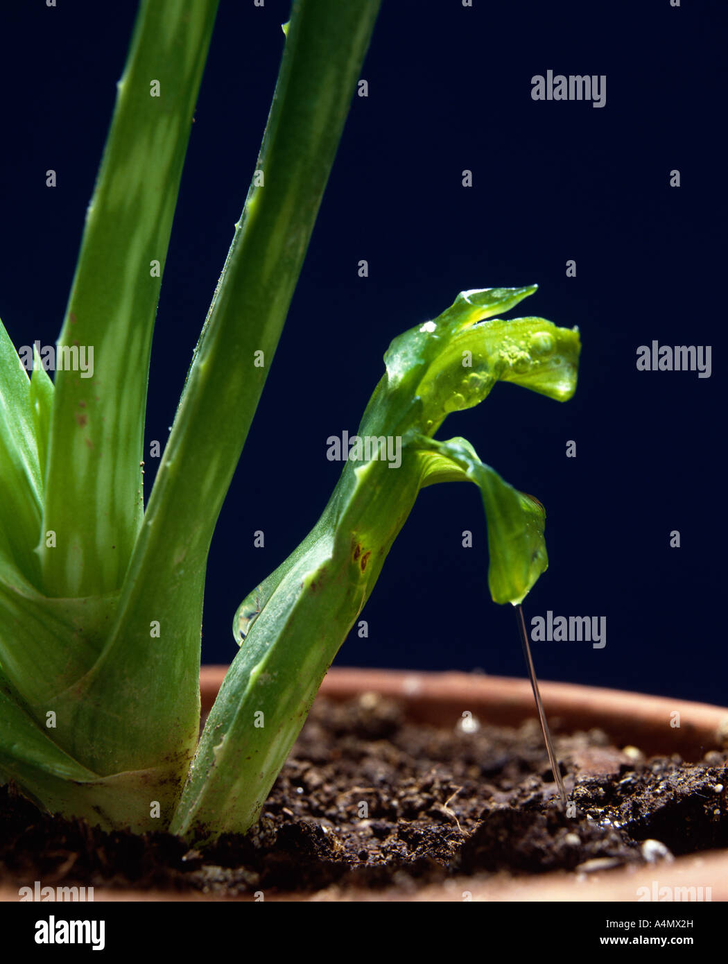 ALOE (ALOE VERA) SHOWS JUICE USED COMMERCIALLY IN PURGATIVE DRUGS AND IN  COSMETICS / STUDIO Stock Photo - Alamy