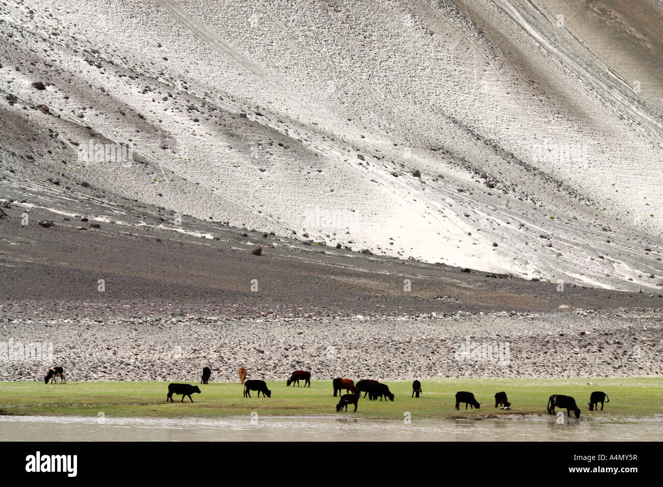Pasture on a strip of land, Ladakh, India Stock Photo