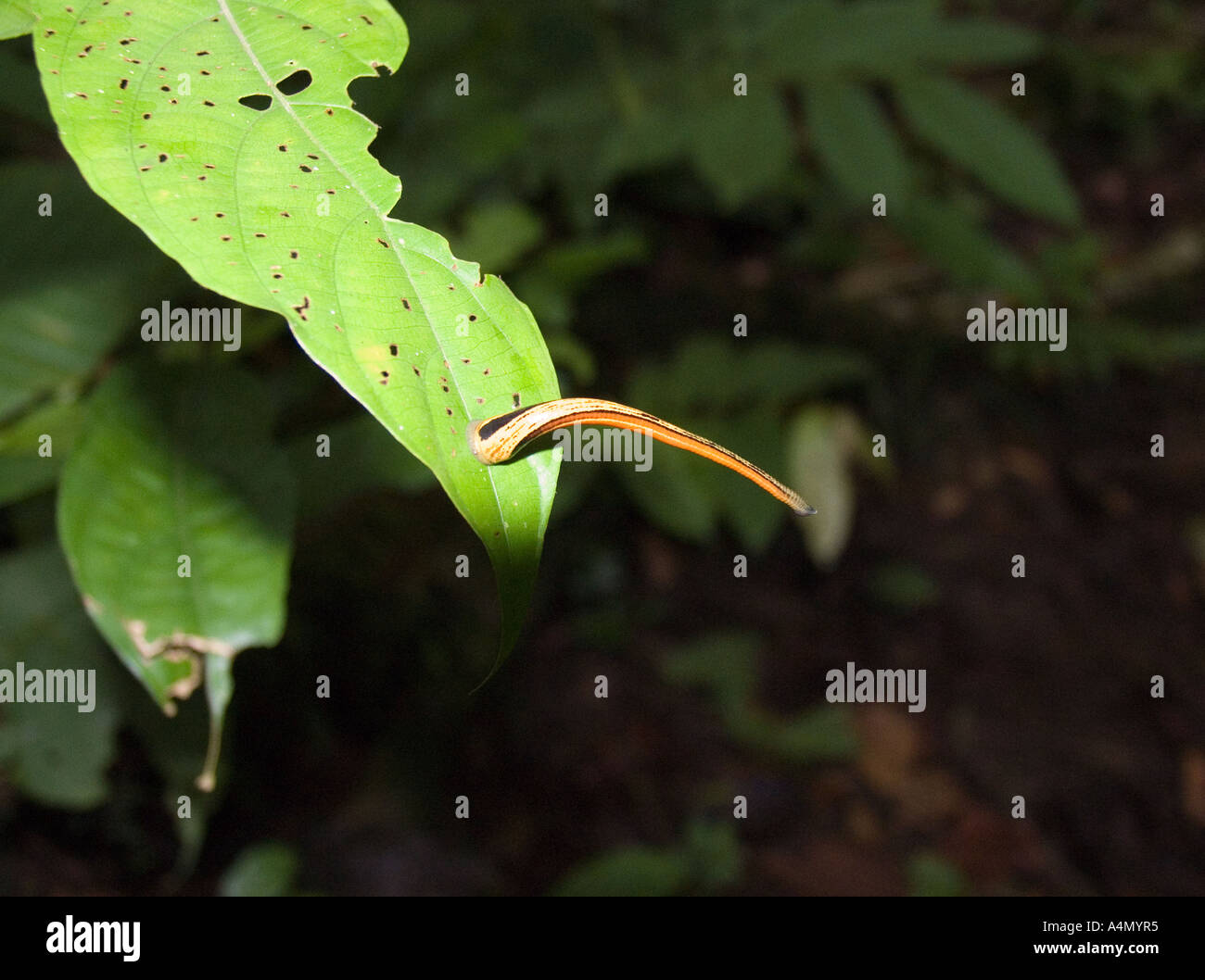 Malaysia Borneo Sabah Danum Valley leech oliogocaeta tiger leech Haemadipsa picta on leaf awaiting victim Stock Photo