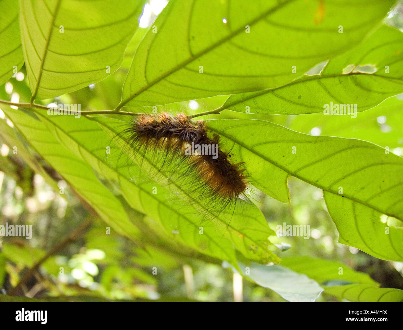 Malaysia Borneo Sabah Danum Valley fauna insects caterpillar with long defensive urticating hairs Stock Photo