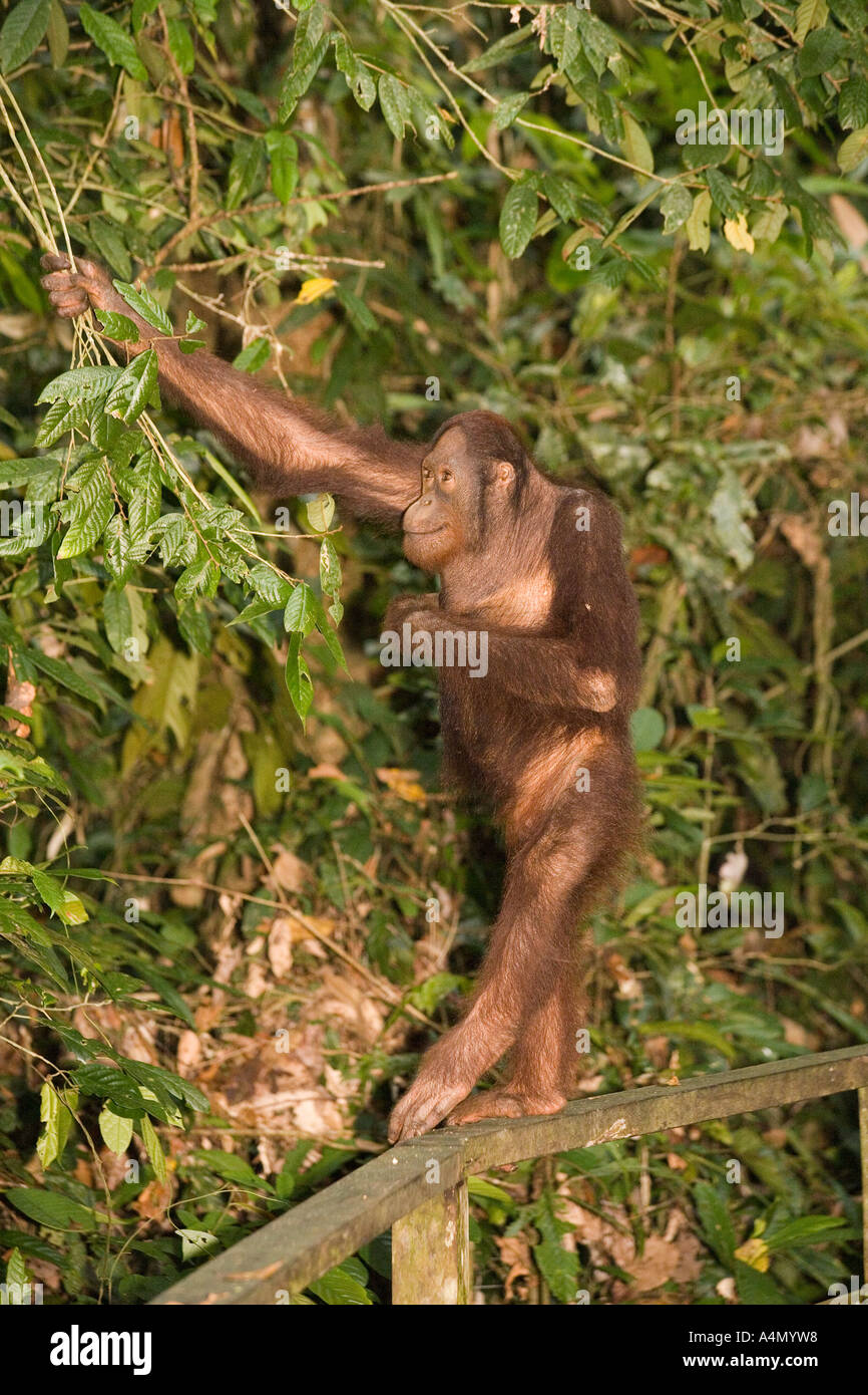 Malaysia Borneo Sabah Sepilok primates Orang utang Pongo pygmaeus upright Stock Photo