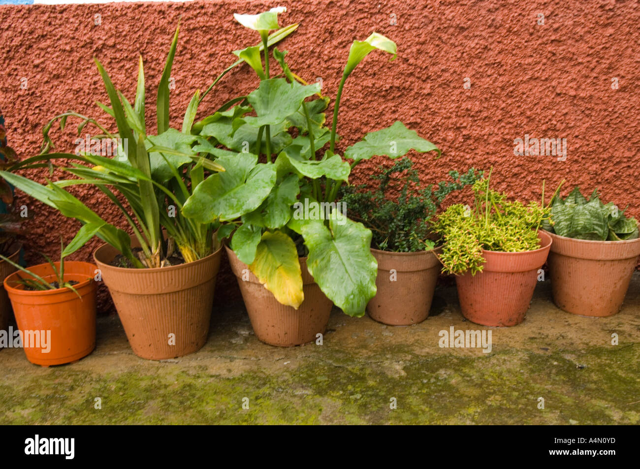 Plant pots on front of the traditional house in Santana, Madeira