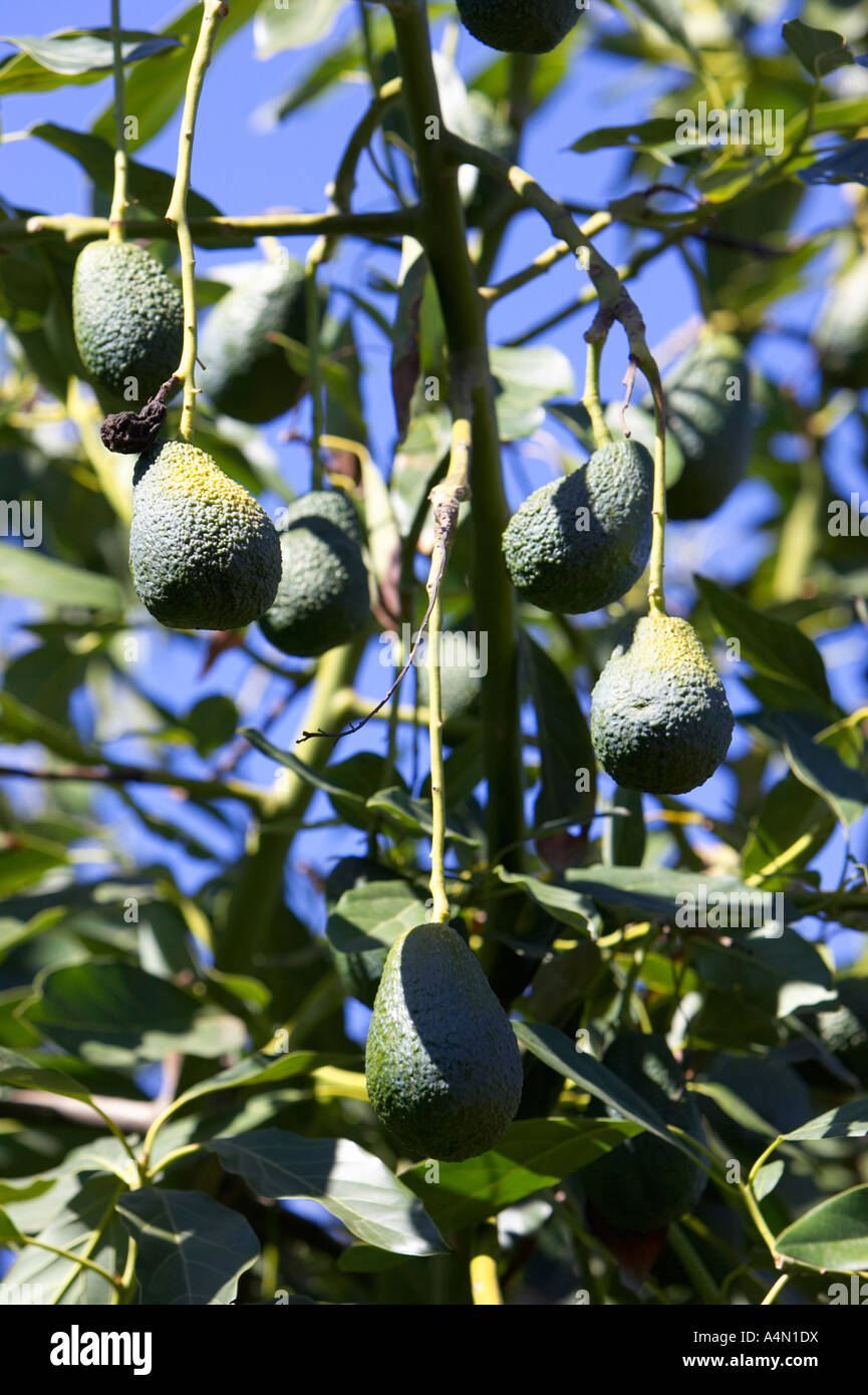 group of avocado pears persea americana growing on trees in a garden in
