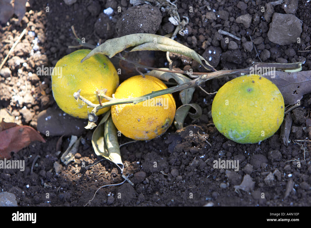 windfall unripened oranges fallen off an orange tree bush lying on the