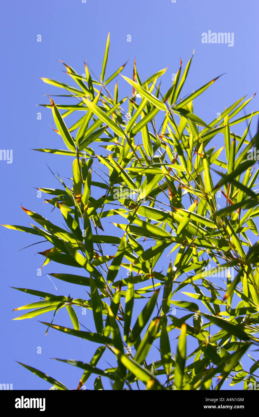 bamboo leaves backlit against a blue sky growing in a garden Tenerife