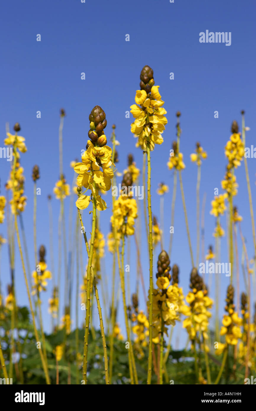 vertical peanut butter or popcorn Cassia senna Didymobotrya Leguminosae shrub with yellow flowers Stock Photo