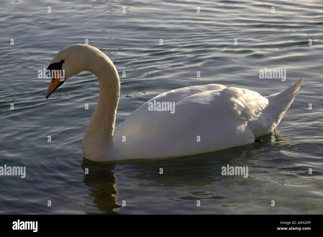 mute swan cygnus olor swimming in the sea in northern ireland Stock Photo