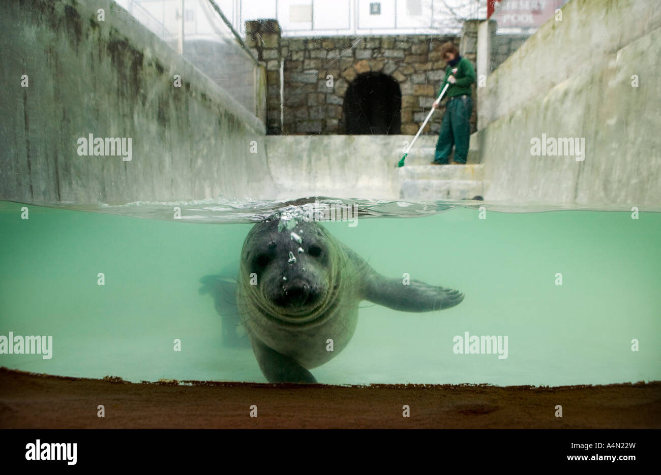 Grey seal pup in a nursery pool at the National Seal Sanctuary, Gweek ...