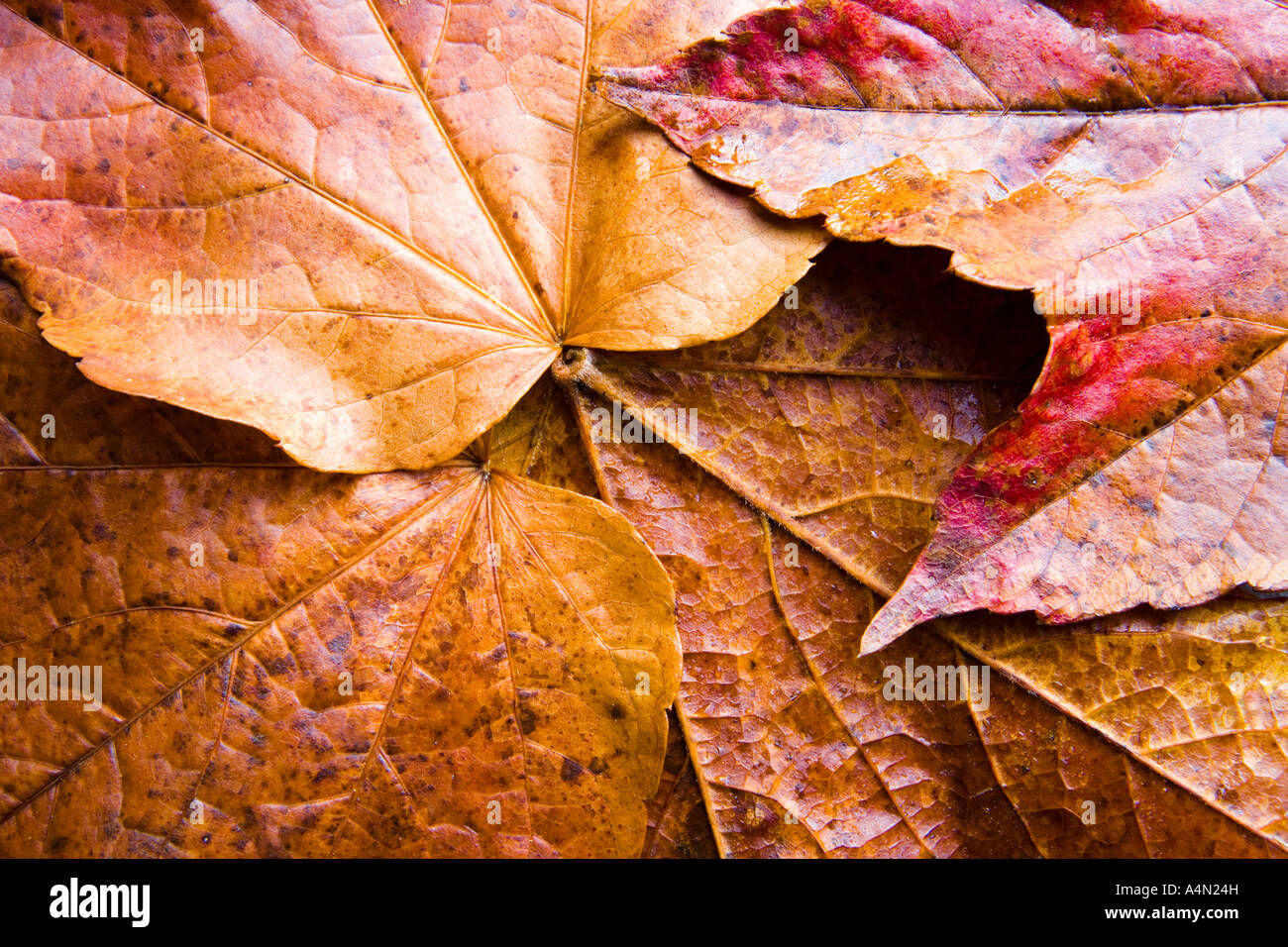 A texture of leathery autumnal / fall leaves in classic autumnal / fall colours. Stock Photo