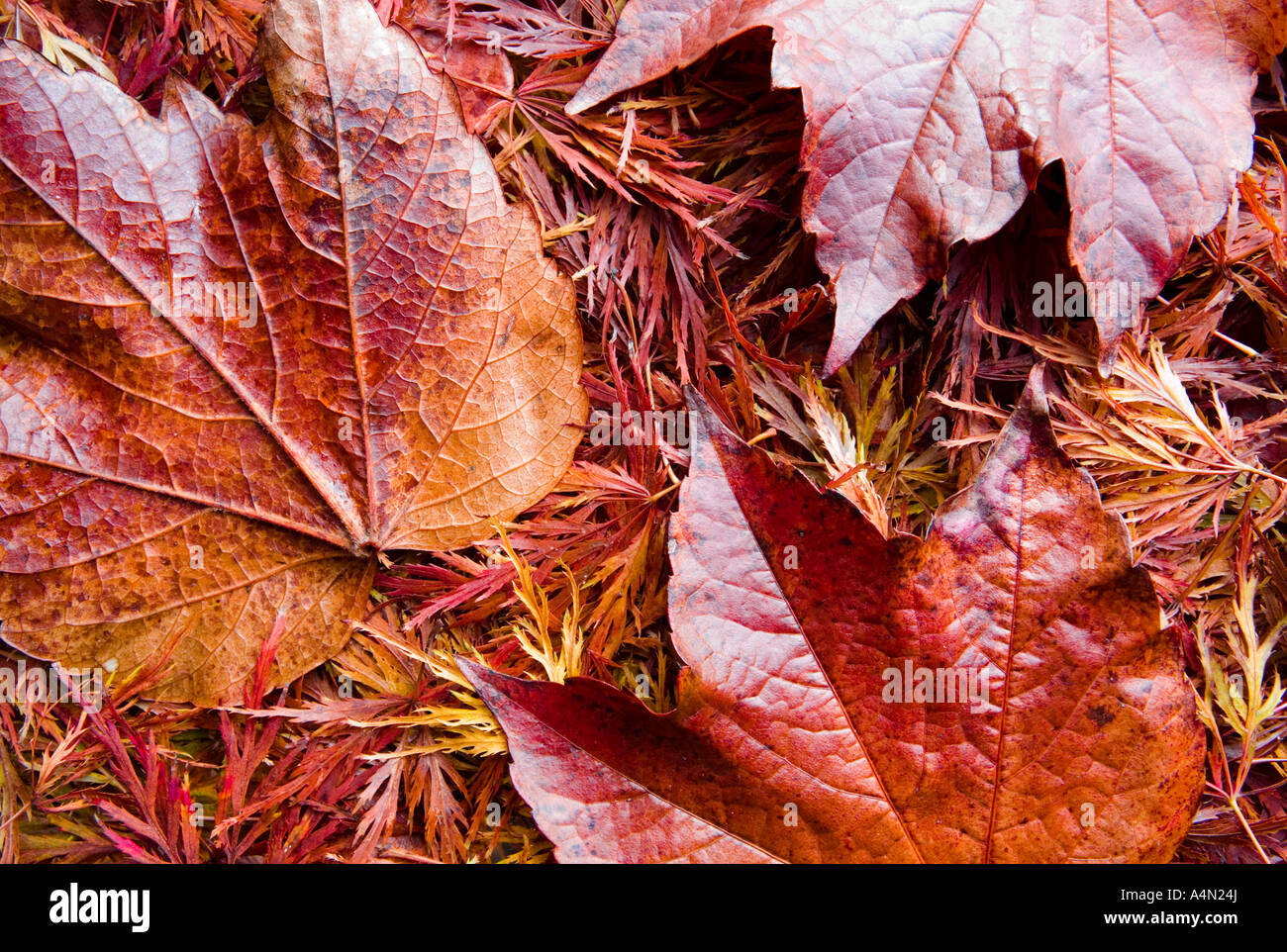 A texture of leathery autumnal / fall leaves in classic autumnal / fall colours. Stock Photo