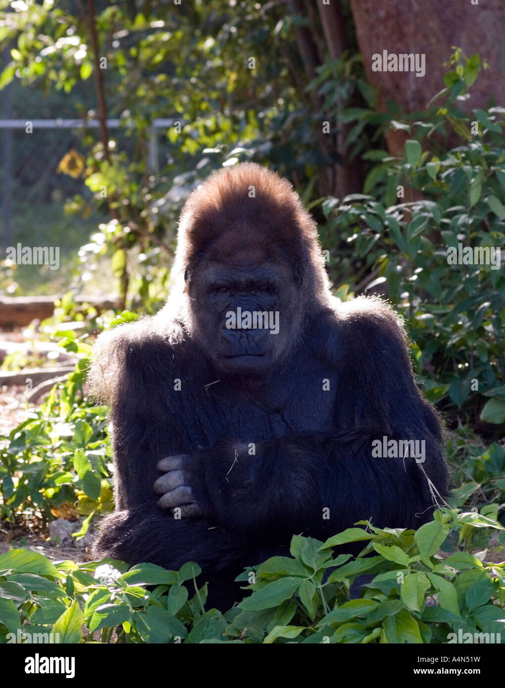 Portrait of a female Gorilla with arms folded at monkey jungle in