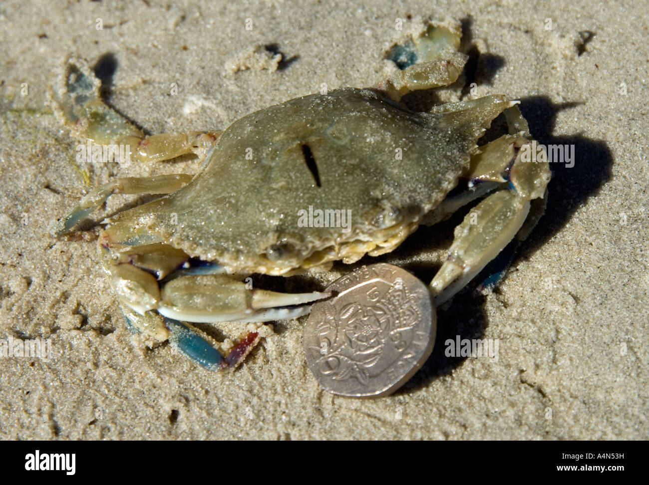 crab on the beach Stock Photo