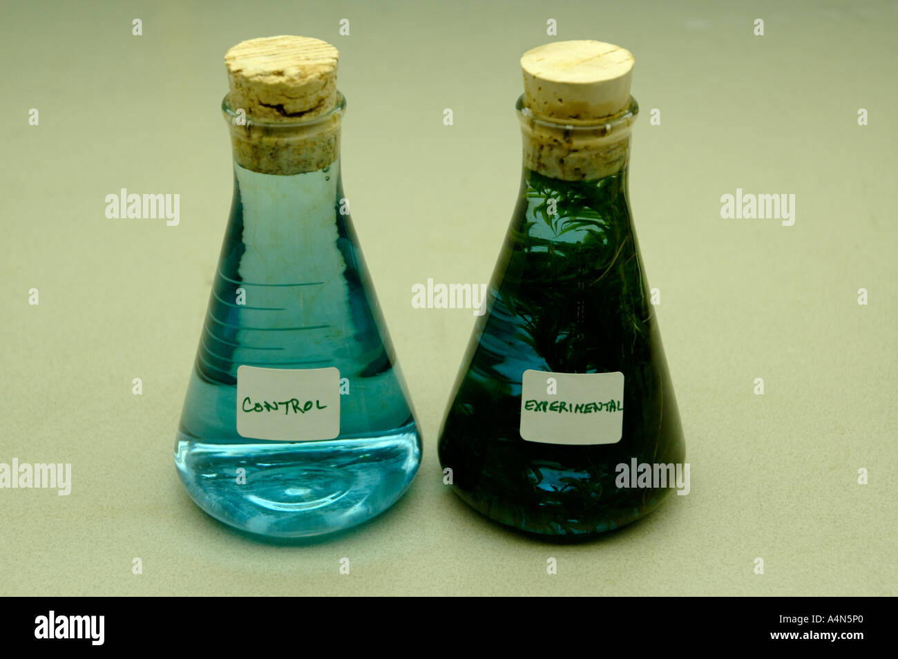 Student science experiment with aquatic plant in chemical to indicate