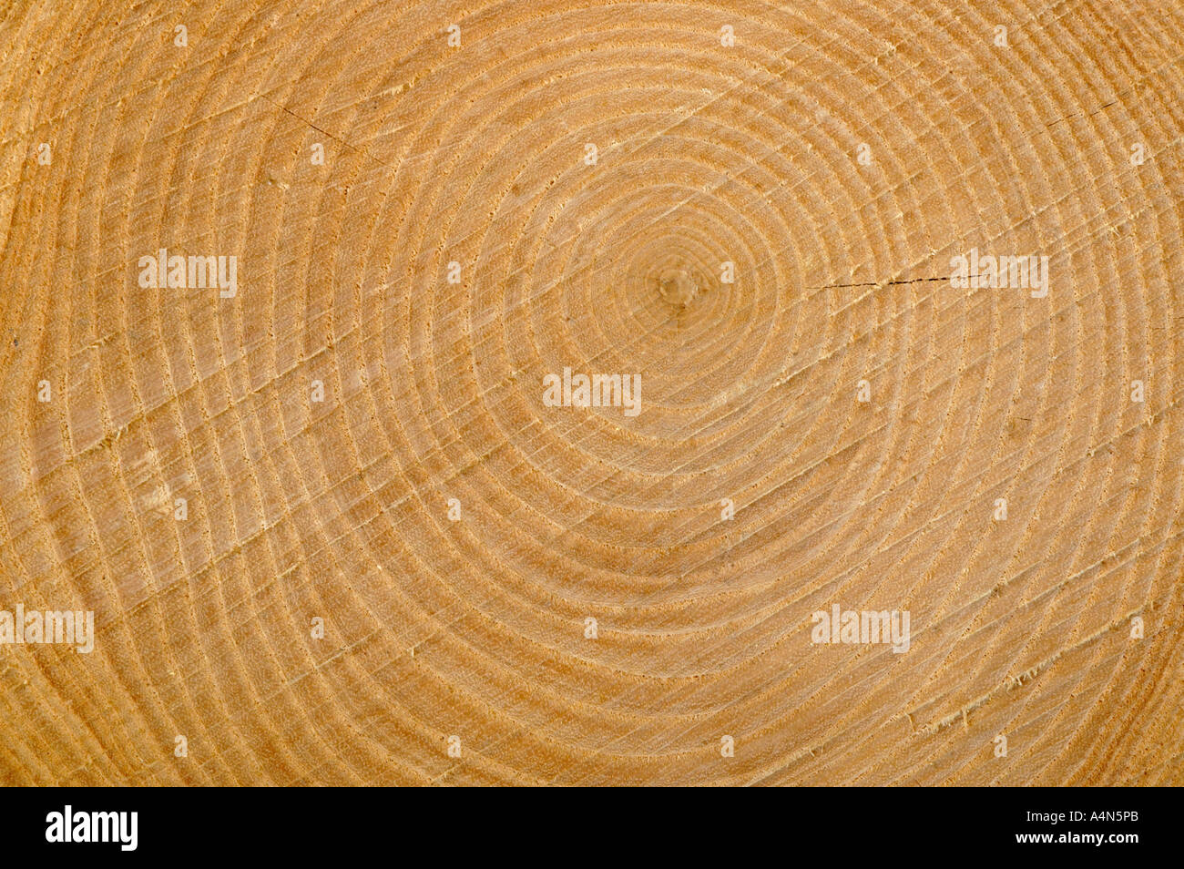 Growth rings on cross section of tree trunk Stock Photo