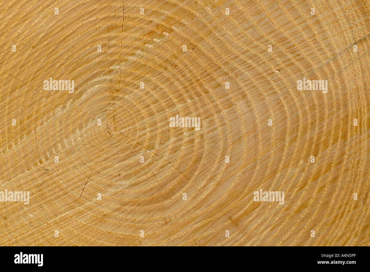 Growth rings on cross section of tree trunk Stock Photo