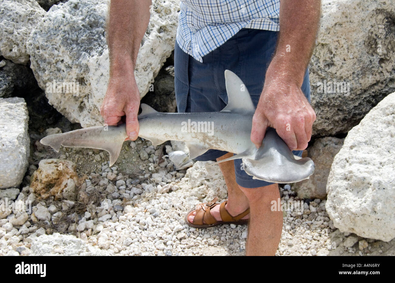 Hammerhead Shark Baby