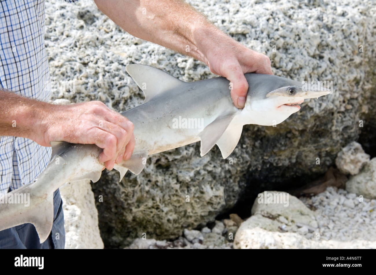 Hammerhead Shark Side Profile Held By Fisherman Sphyrna Zygaena Zygaena Malleus Stock Photo Alamy Hammerhead Shark Side Profile Held By Fisherman Sphyrna Zygaena Zygaena Malleus Stock Photo Alamy