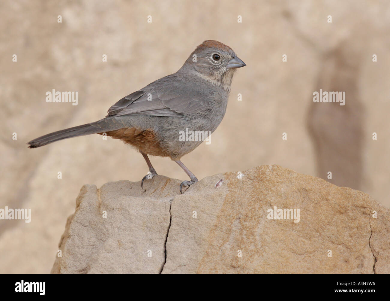 brown towhee chaco canyon colorful songbird song bird Stock Photo