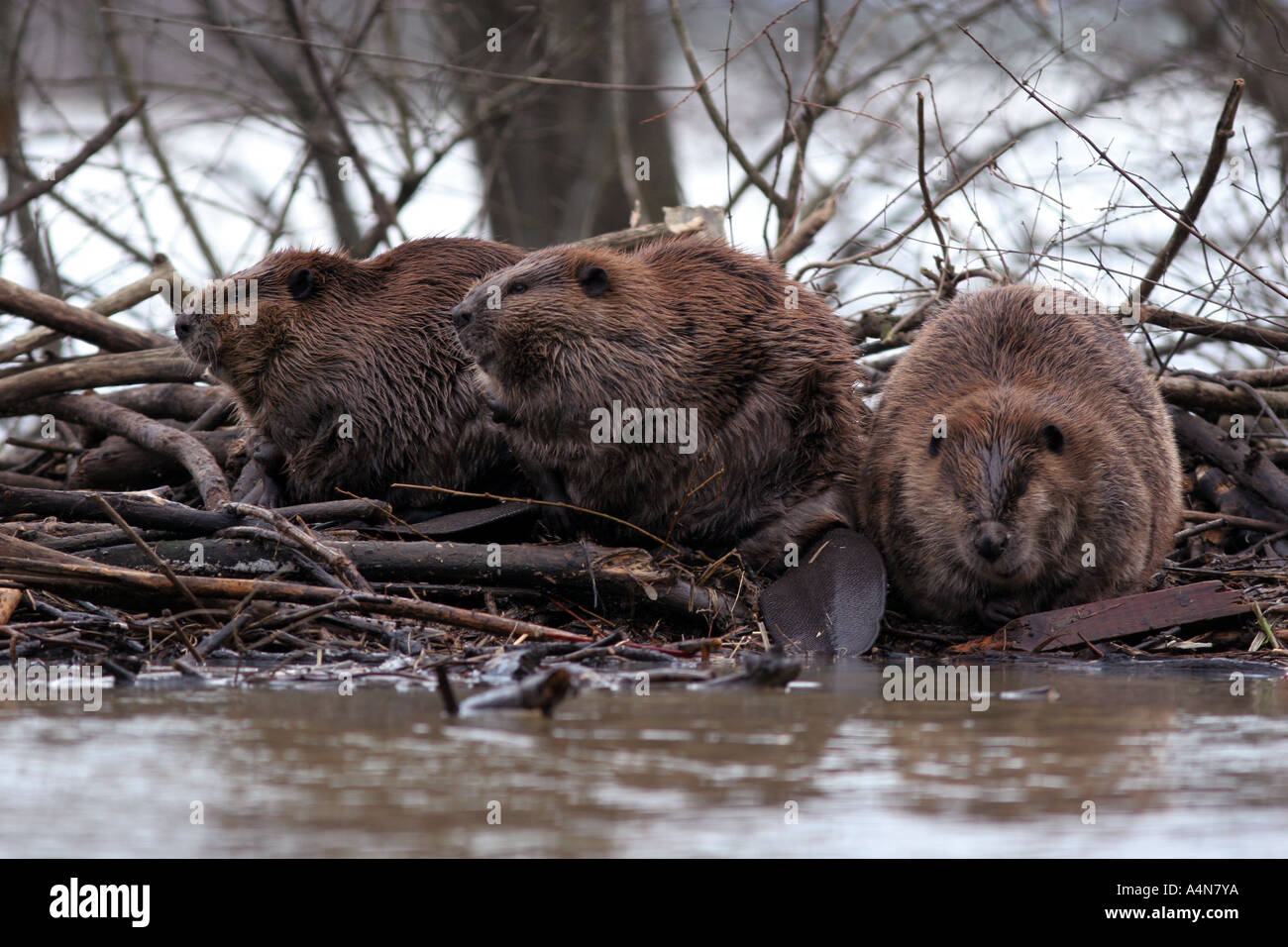 Beavers on lodge ohio river marsh lake pond castor canadensis beaver