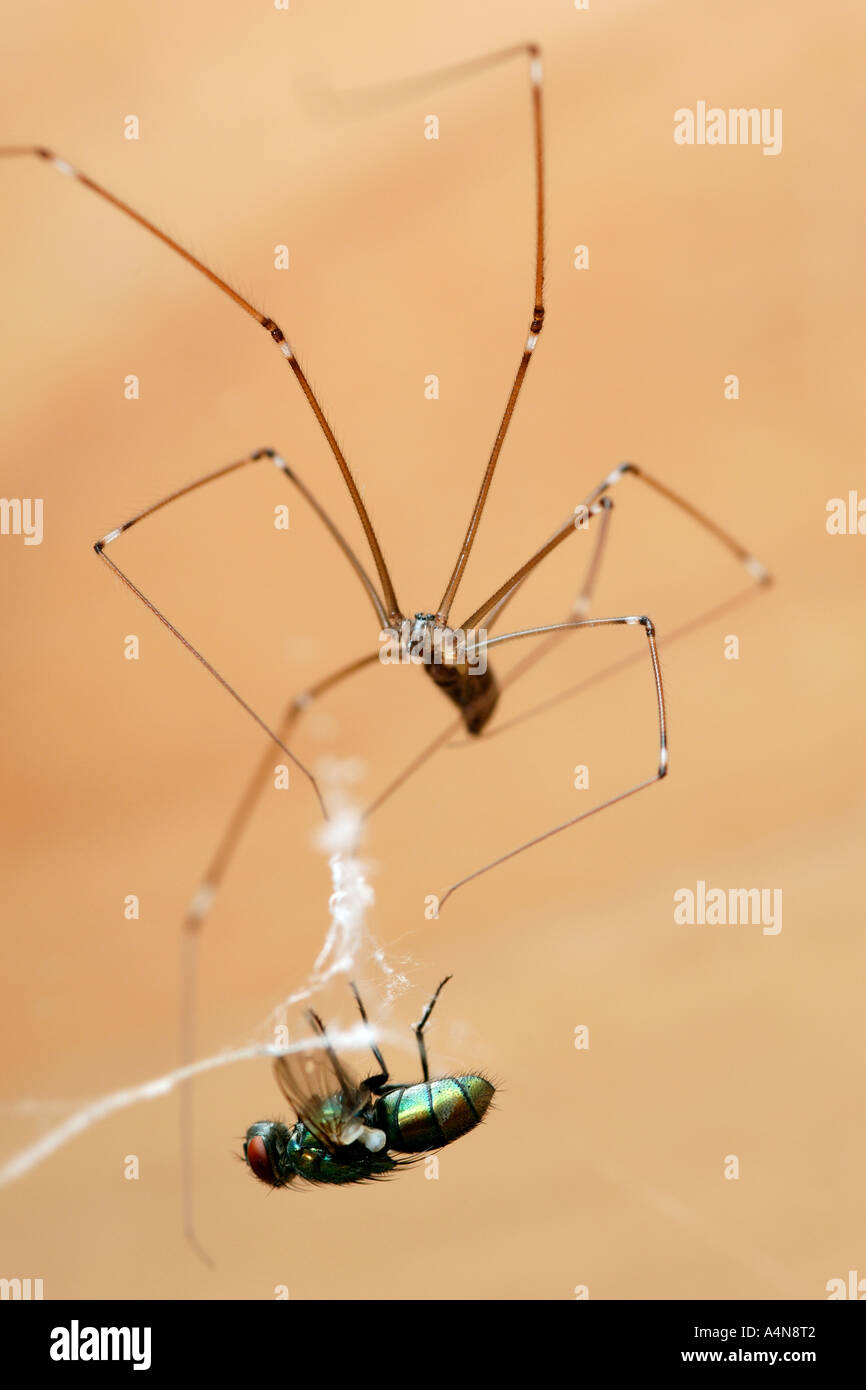 Female daddy long legs spider pholcus hi-res stock photography and