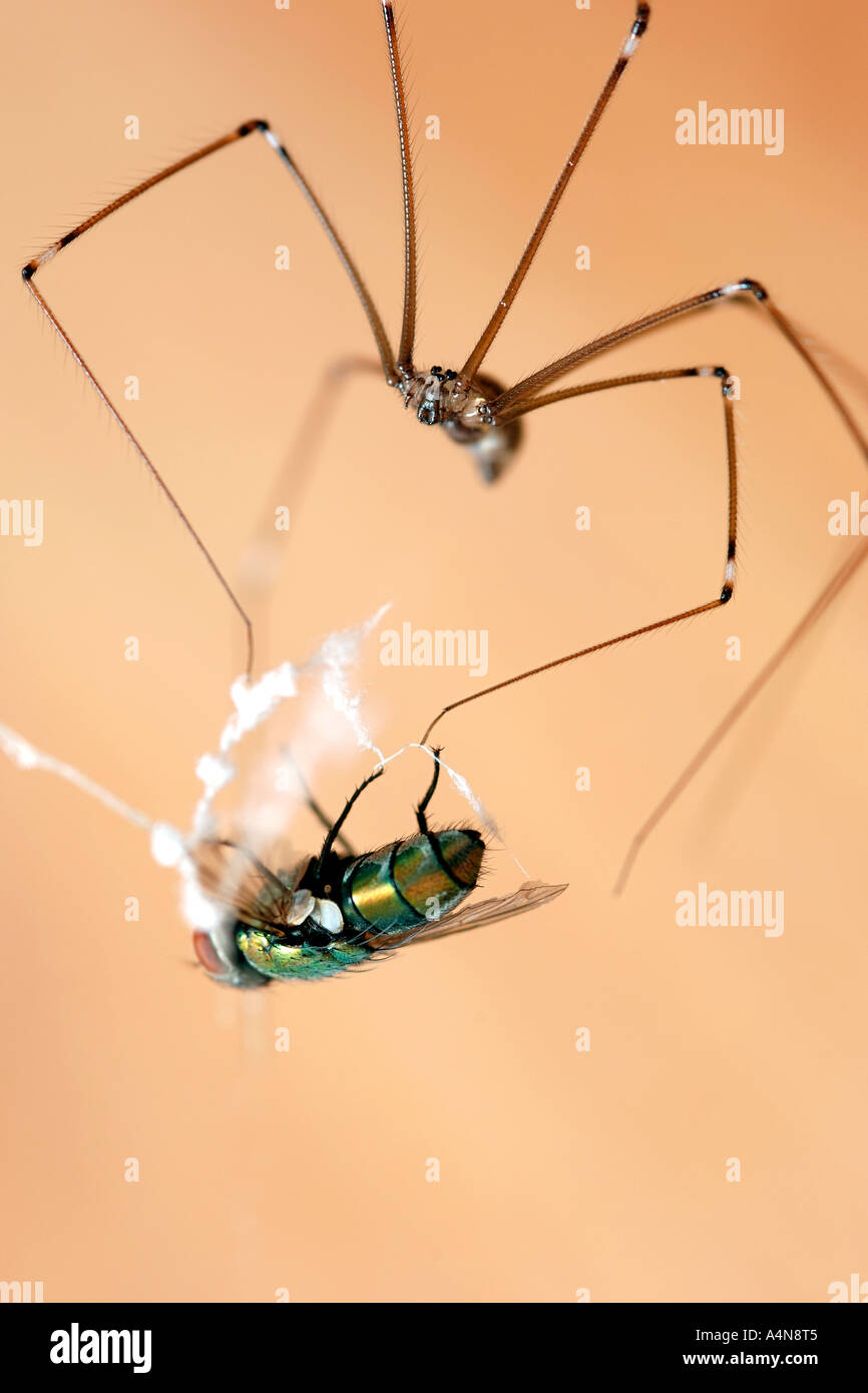 A daddy longlegs spider (Pholcus phalangioides) embalming a house fly caught in its web. Stock Photo