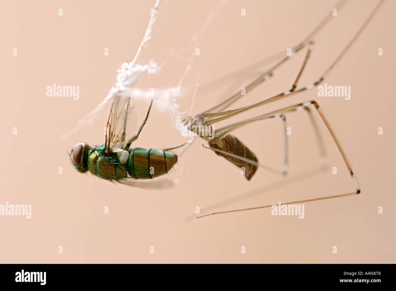 A daddy longlegs spider (Pholcus phalangioides) embalming a house fly caught in its web. Stock Photo