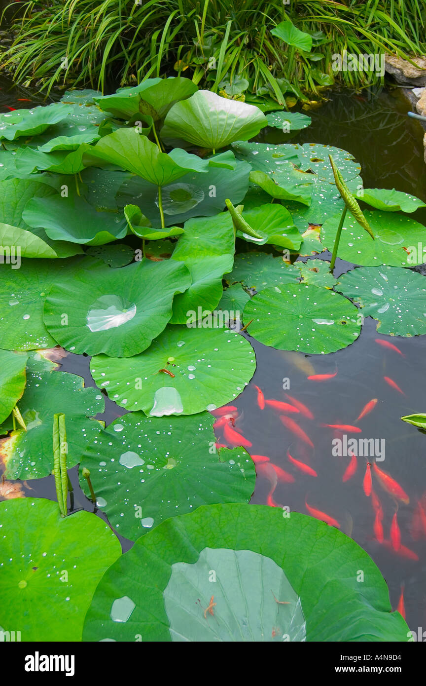 Lily pads in pond with koi goldfish Stock Photo Biology Diagrams