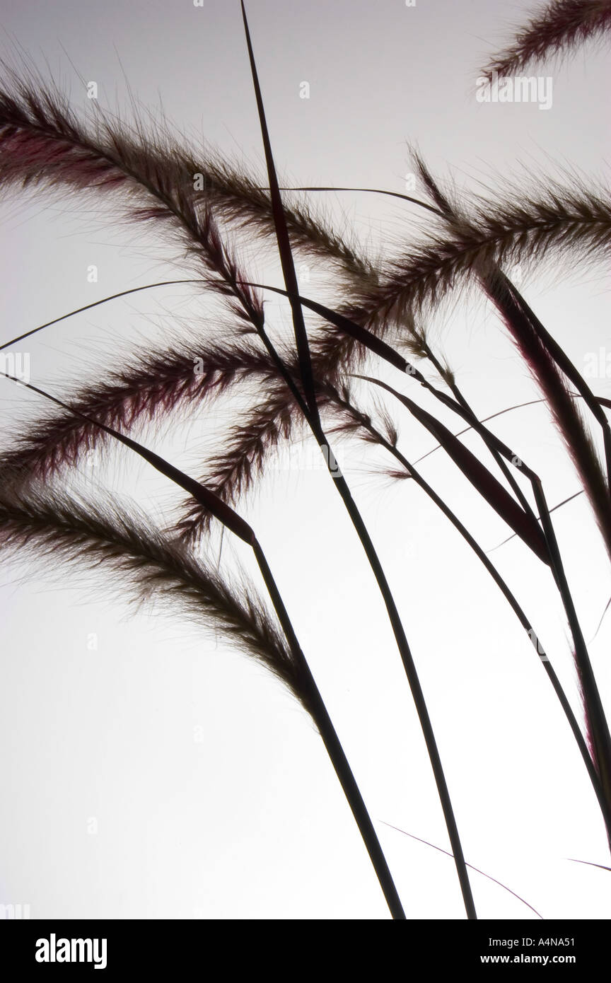 Ornamental purple fountain grass against white background Stock Photo ...