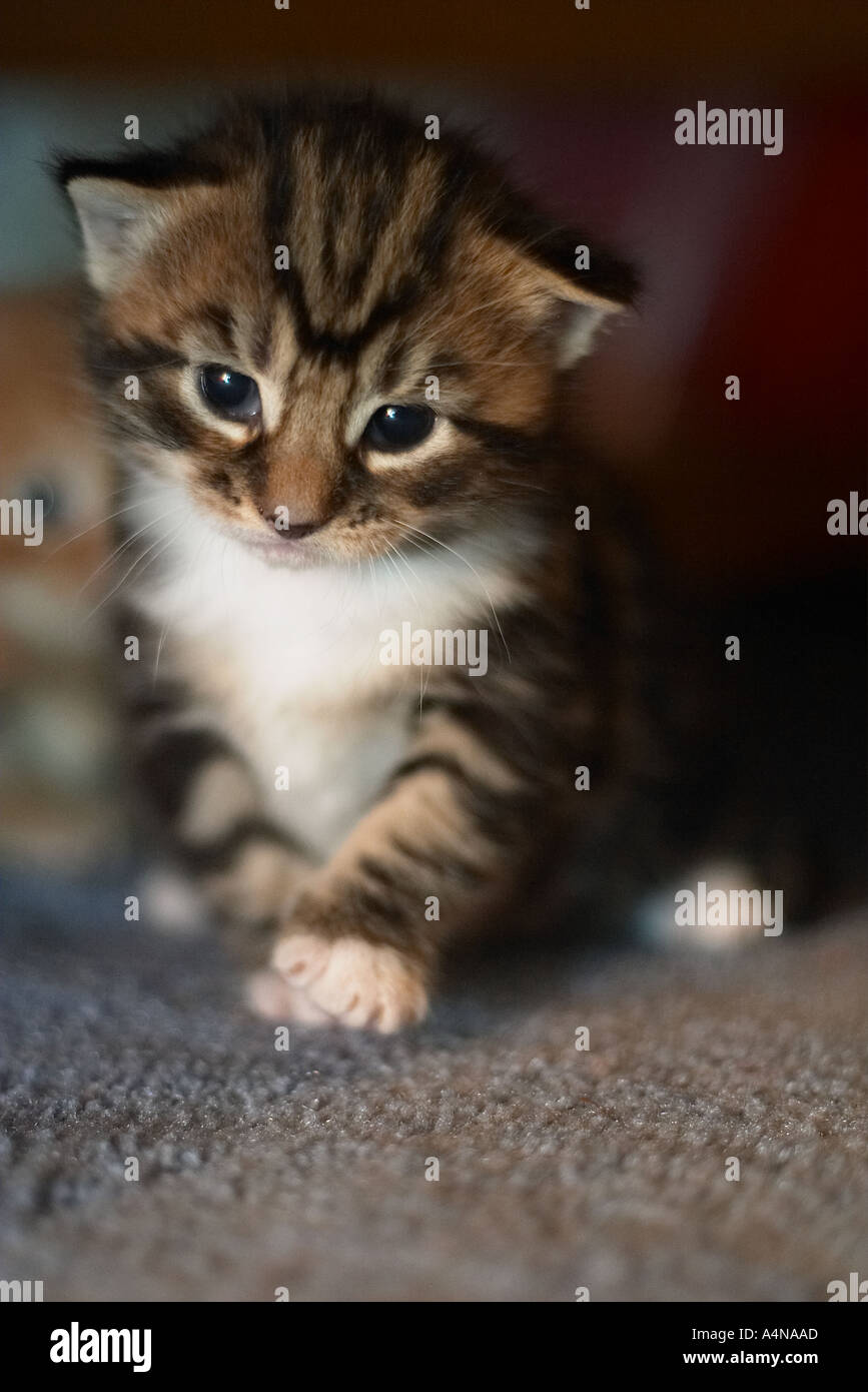 A Kitten a few days old Stock Photo