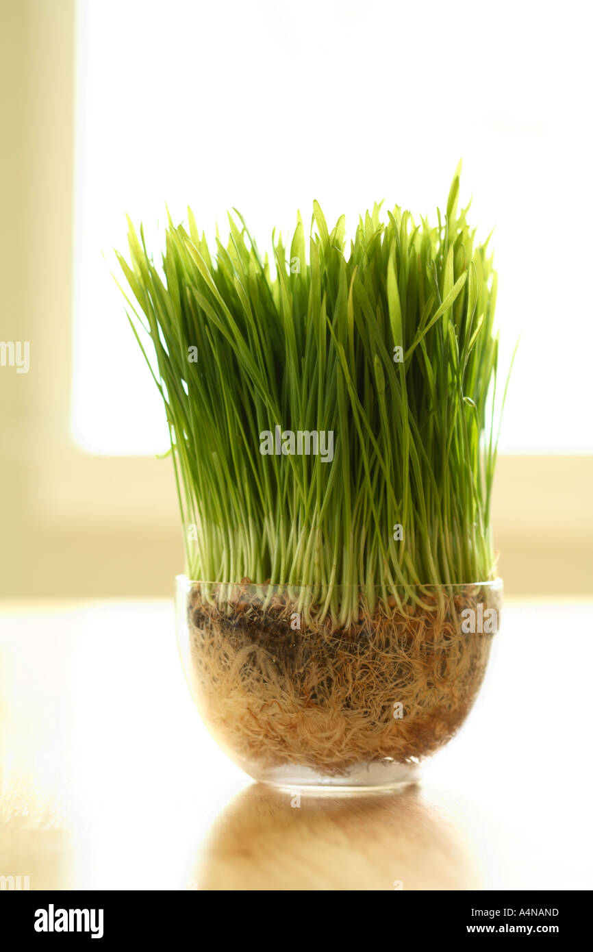 Bowl of Wheatgrass growing near kitchen window Stock Photo