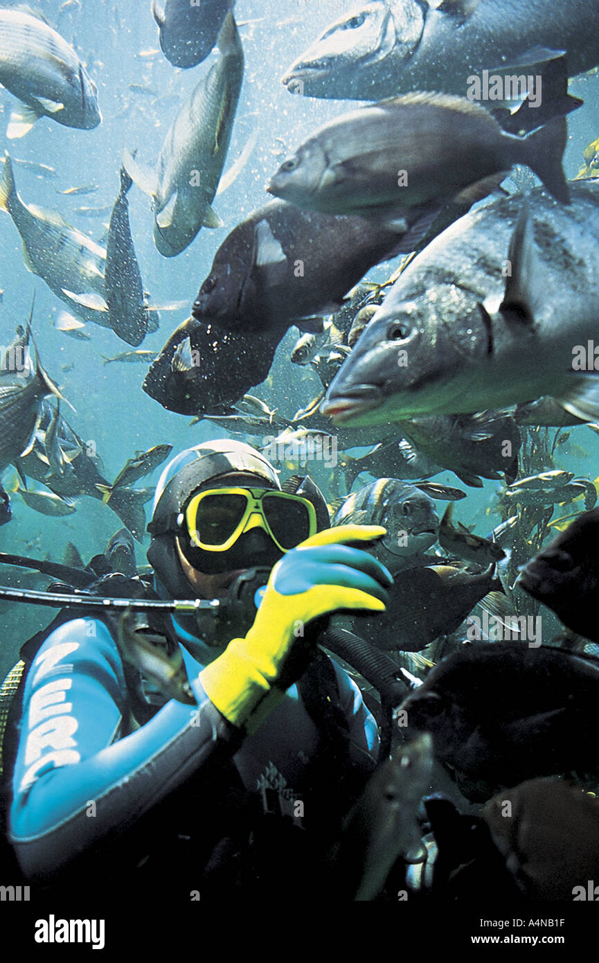 SCUBA diver feeding fish at Two Oceans Aquarium in Cape Town South