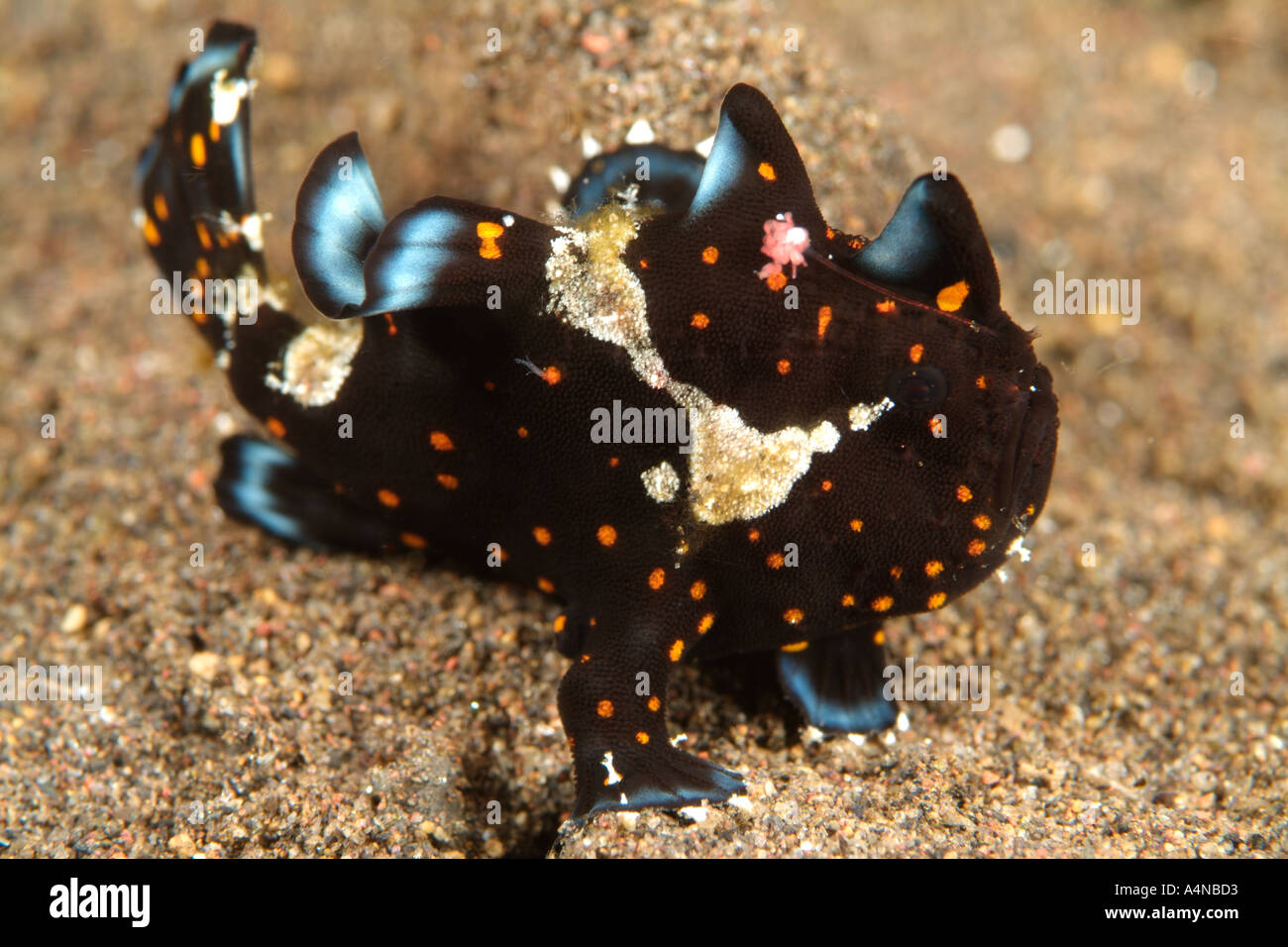 nm0704 D PAINTED FROGFISH OR ANGLERFISH Antennarius pictus JUVENILE Indonesia Indo Pacific Ocean Copyright Brandon Cole Stock Photo