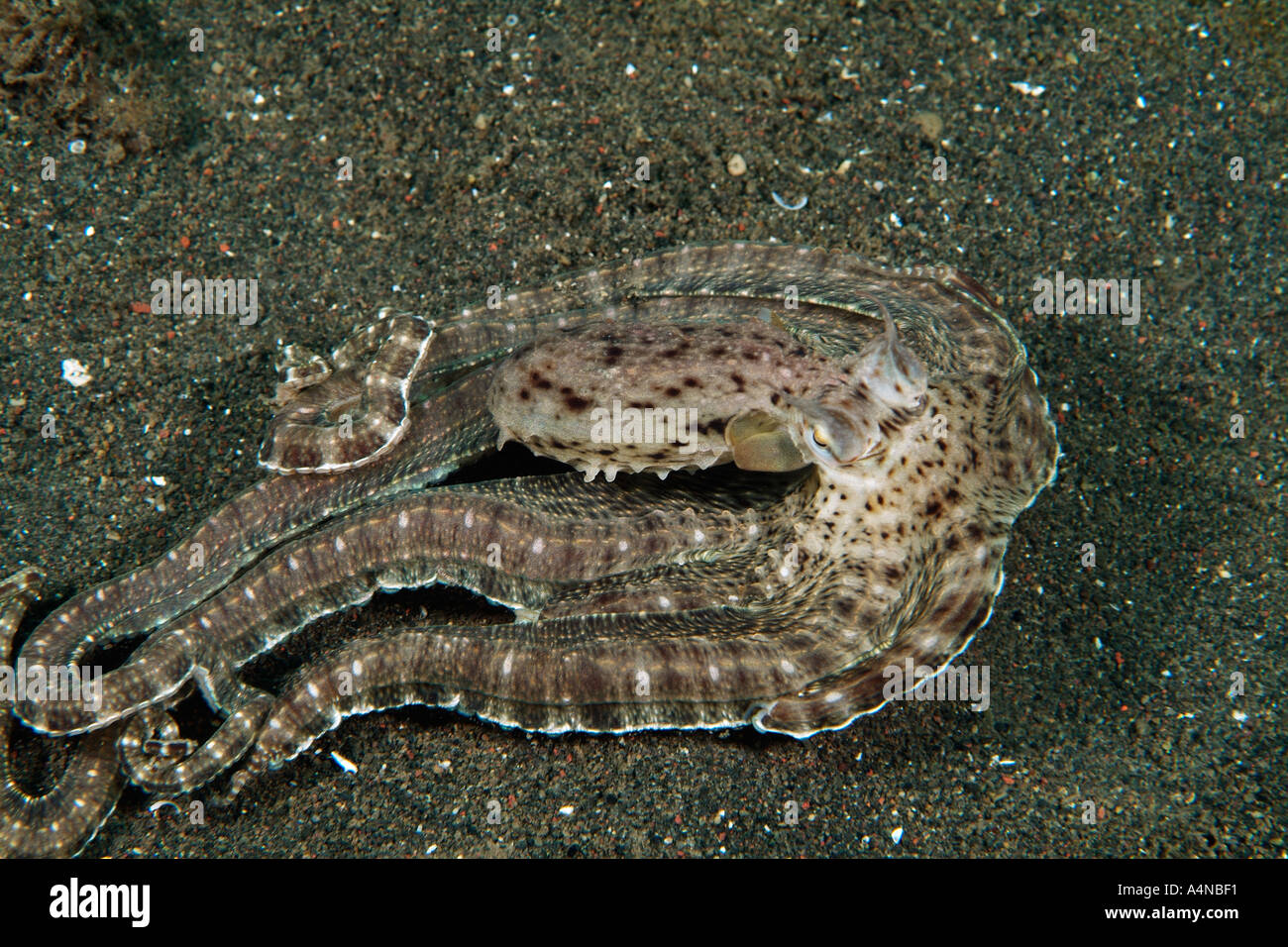 mimic octopus flatfish