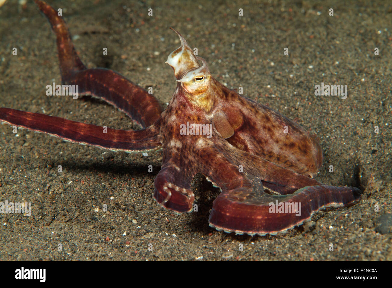 nm0977 D MIMIC OCTOPUS Octopus sp Indonesia Indo Pacific Ocean Copyright Brandon Cole Stock Photo
