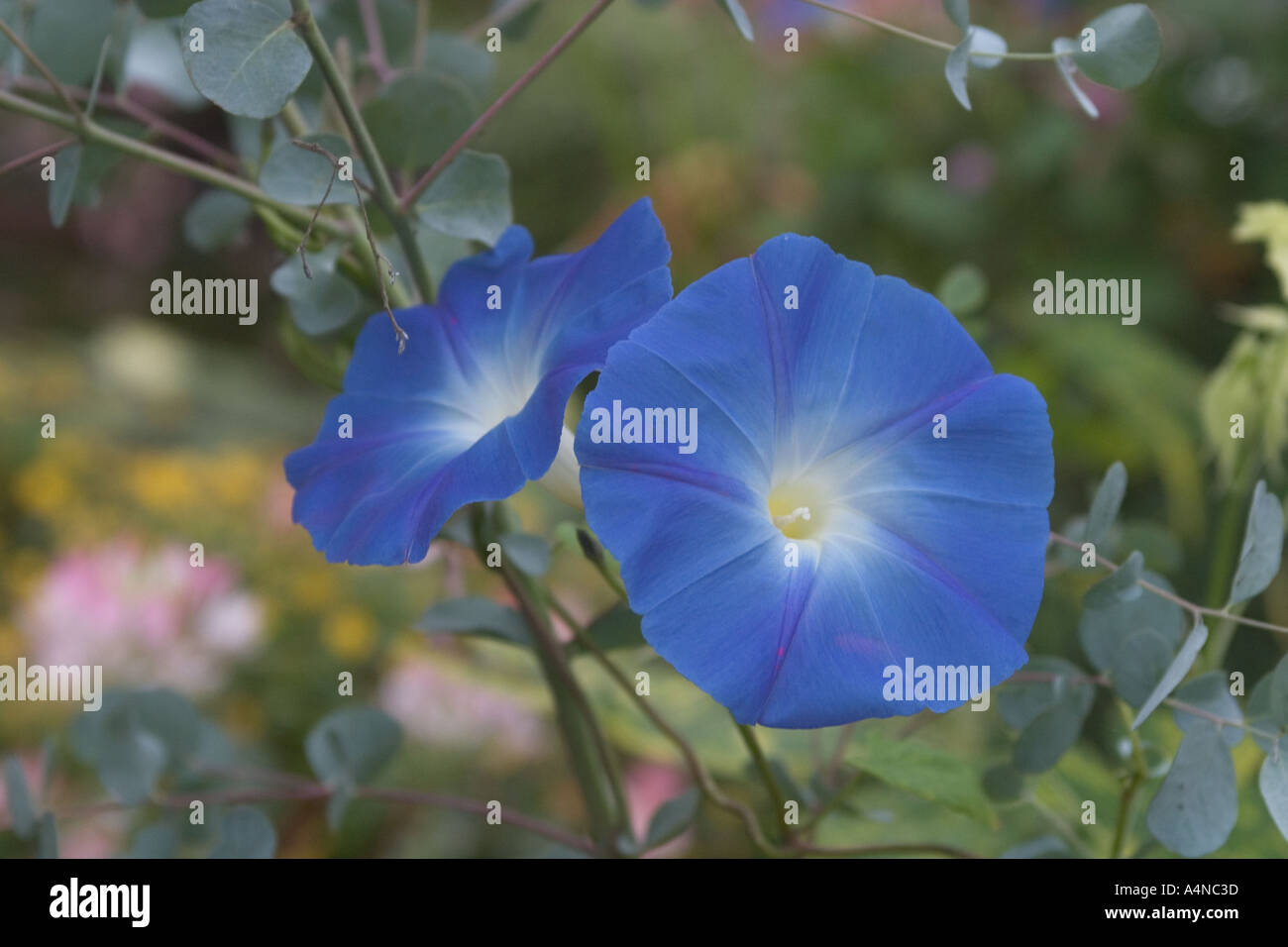 Blue Morning Glory flowers Stock Photo Alamy