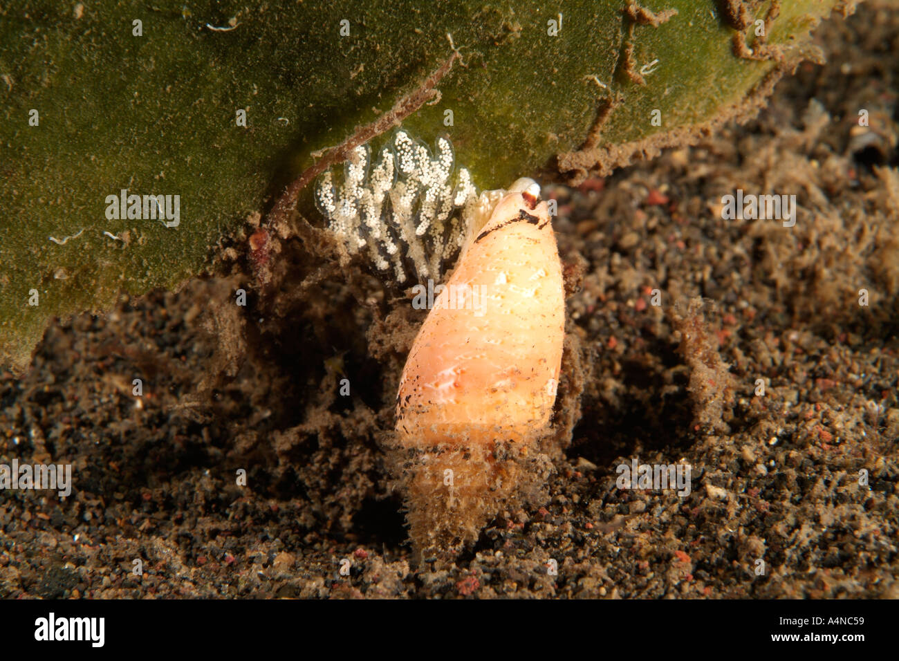 nm0135 D SNAIL LAYING EGGS Indonesia Indo Pacific Ocean Copyright Brandon Cole Stock Photo
