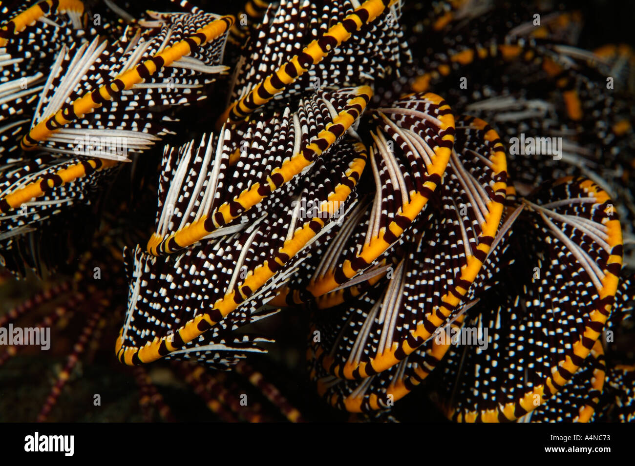 nm0230 D CRINOID, CLOSE UP DETAIL OF ARMS. Indonesia Indo Pacific Ocean Copyright Brandon Cole Stock Photo