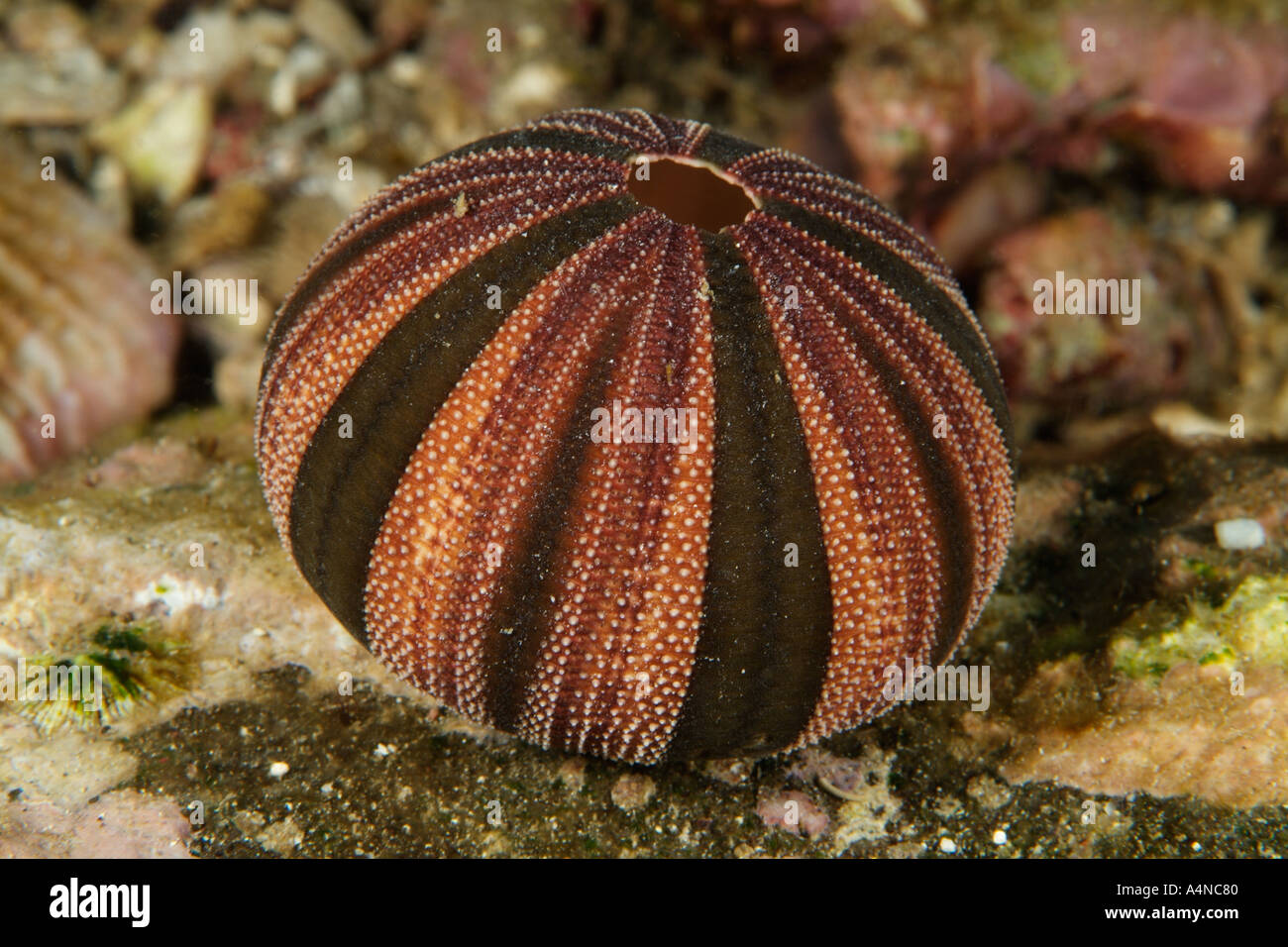 nm0259 D SHELL OF SPLENDID JEWEL BOX SEA URCHIN Mespilia globulus Indonesia Indo Pacific Ocean Copyright Brandon Cole Stock Photo