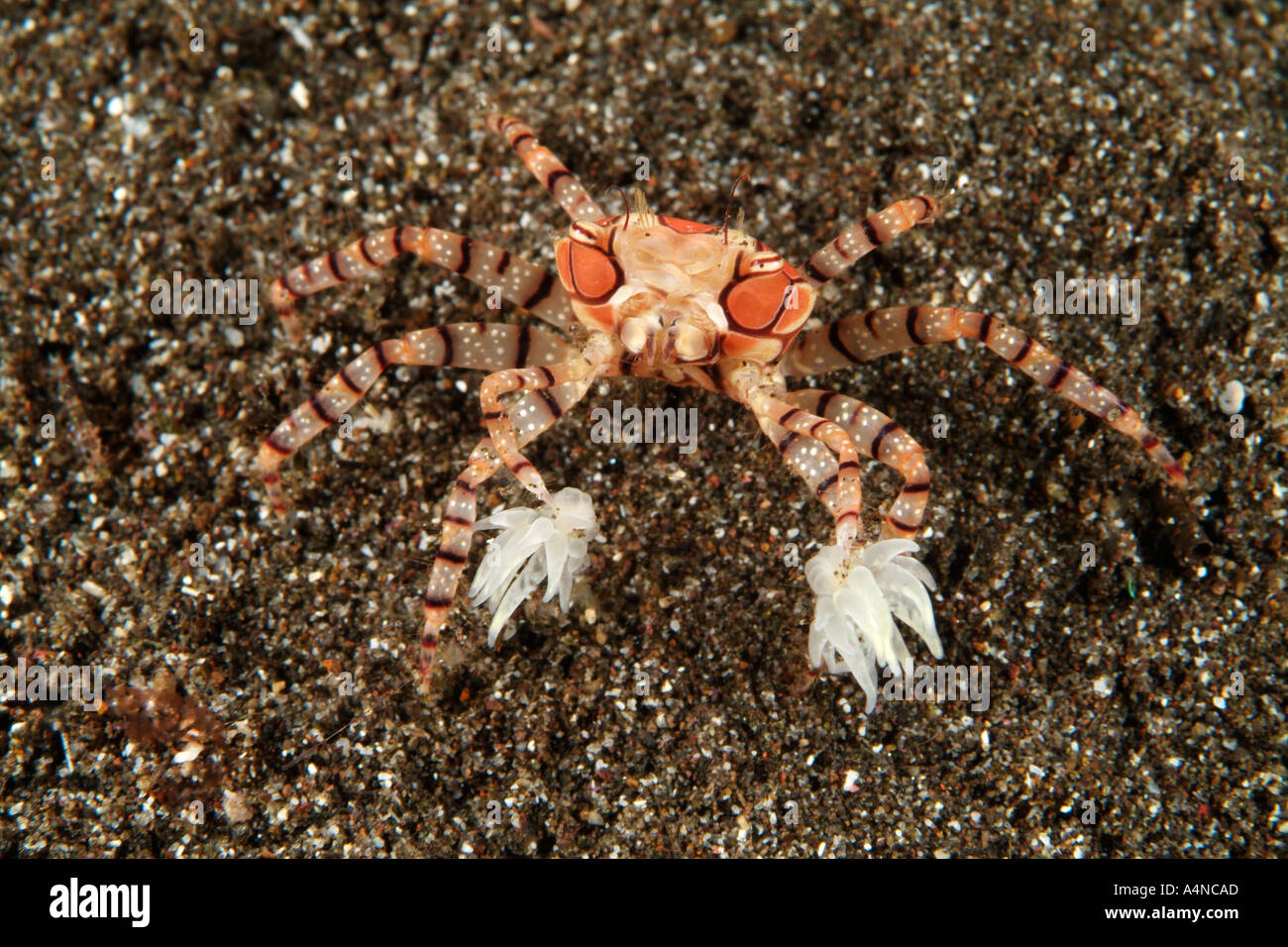 nm0519 D BOXER CRAB Lybia tessellata NOTE ANEMONES IN CLAWS Indonesia Indo Pacific Ocean Copyright Brandon Cole Stock Photo