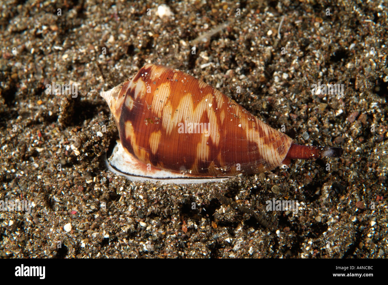 Cone snail hires stock photography and images Alamy