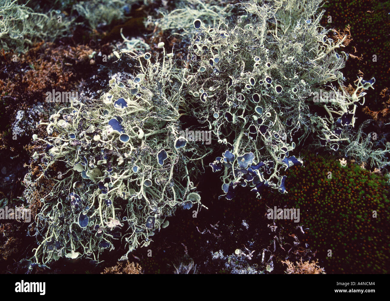 The lichen Usnea aurantiaco-atra on Lynch Island protected area South Orkney Islands Antarctica Stock Photo