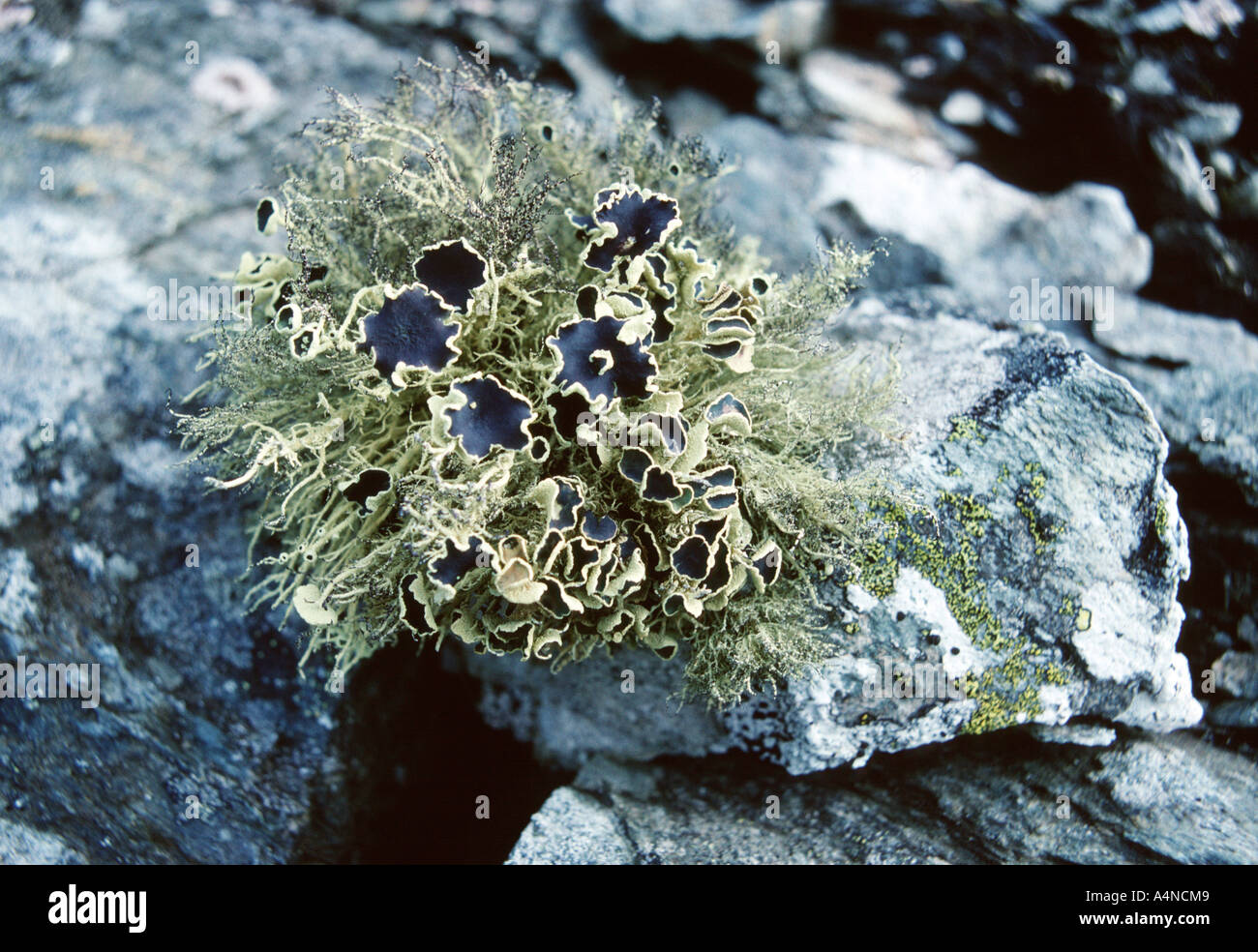 The lichen Usnea aurantiaco-atra on Lynch Island protected area South Orkney Islands Antarctica Stock Photo